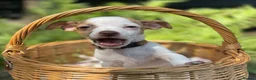 Jack Russell dogs for sale: Adorable mini Jack Russell babies  - Advert 12