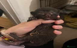 Domestic Shorthair cats for sale: 5 little kittens available  - Image 4