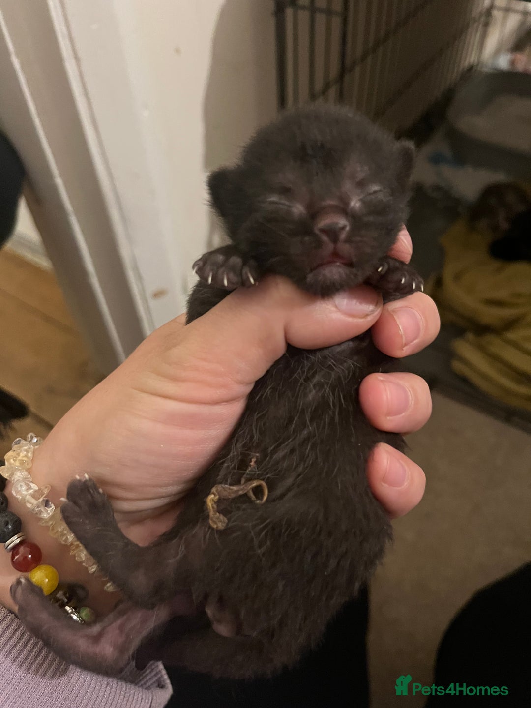 Domestic Shorthair cats for sale: 5 little kittens available  - Image 4