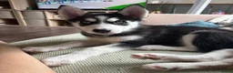 Siberian Husky dogs for sale: Adorable Siberian huskies (Artic Dreams) - Advert 21