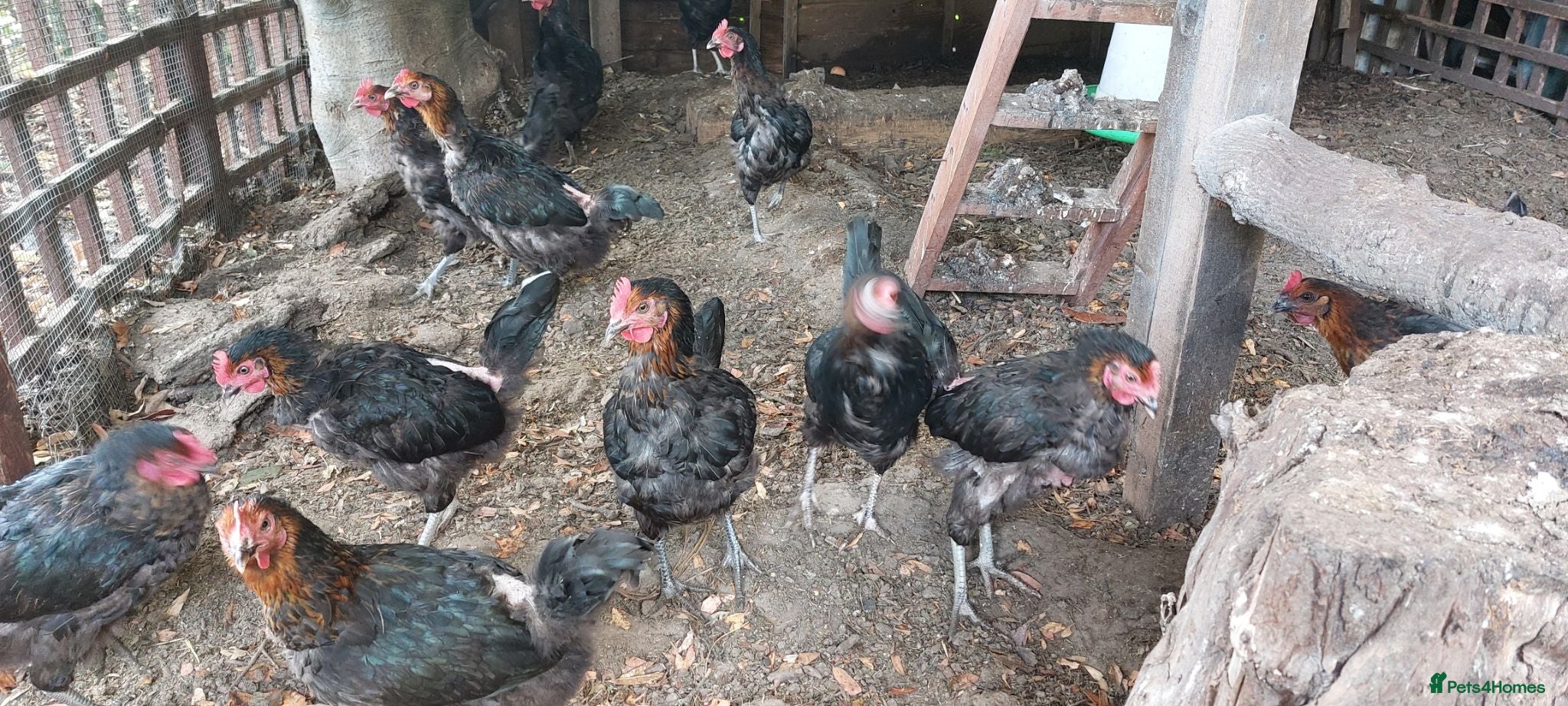 Chickens poultry French Copper Marrans  - Advert 5