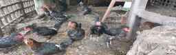 Chickens poultry for sale: French Copper Marrans  - Advert 1