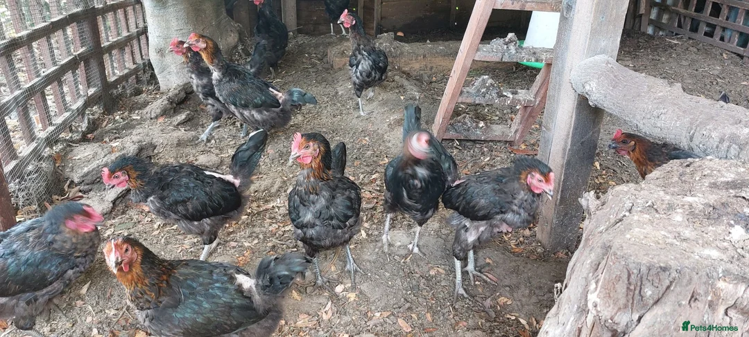 Chickens poultry for sale: French Copper Marrans  - Advert 1