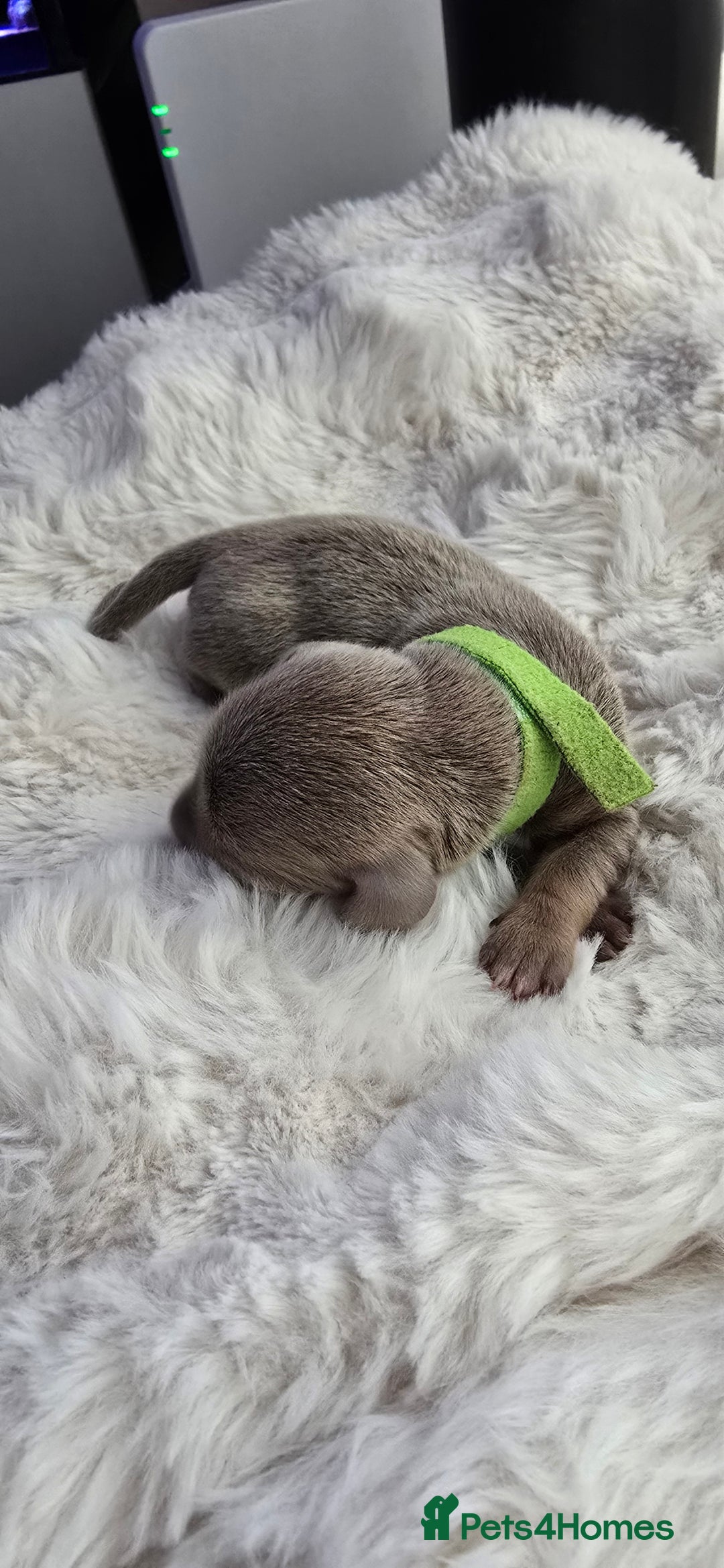 Miniature Dachshund dogs for sale: KC registered miniature Dachshund 🐶  - Advert 21