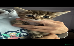 Domestic Shorthair cats for sale: 🌸Gorgeous kittens for sale🦋 - Image 5