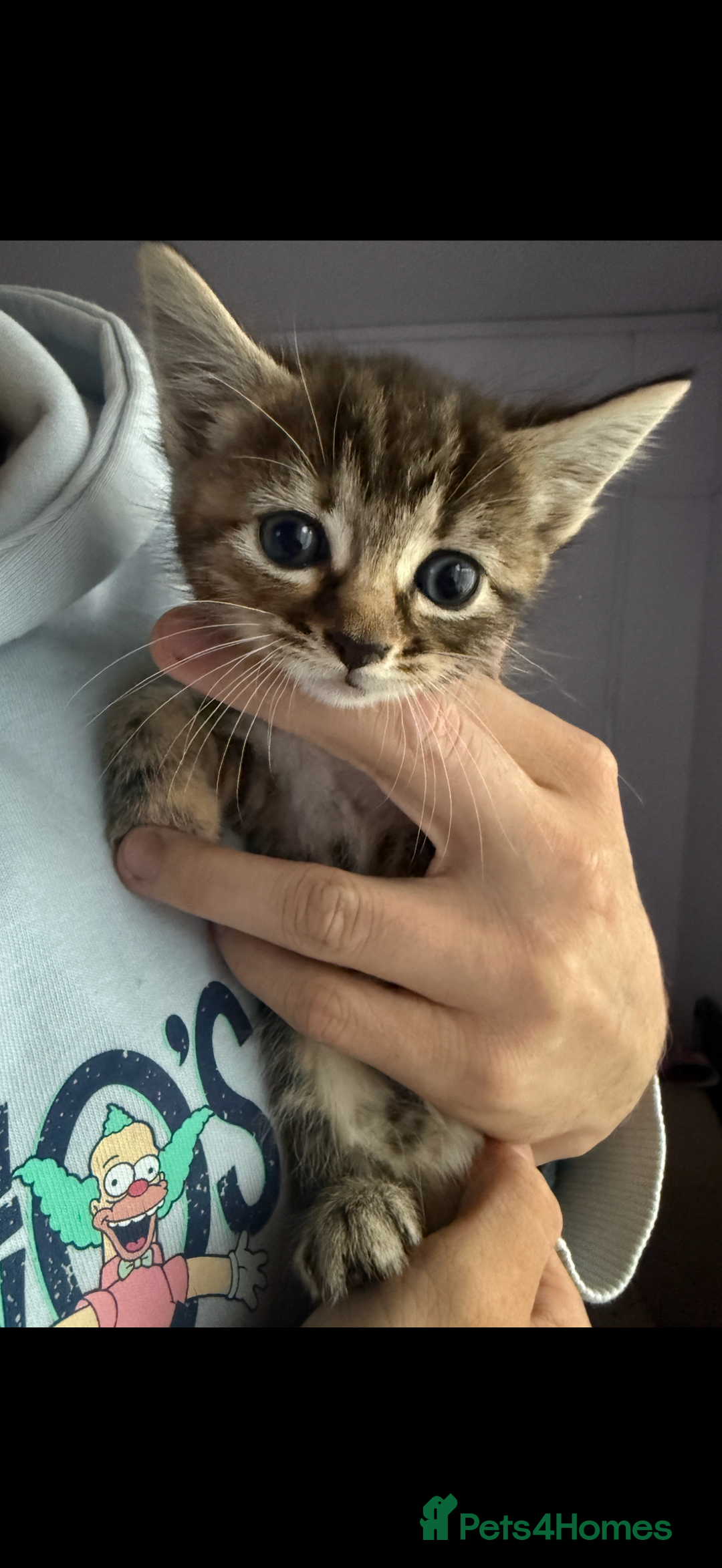 Domestic Shorthair cats for sale: 🌸Gorgeous kittens for sale🦋 - Image 5