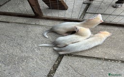 Ferret rodents for sale: Jill’s for sale  - Image 1