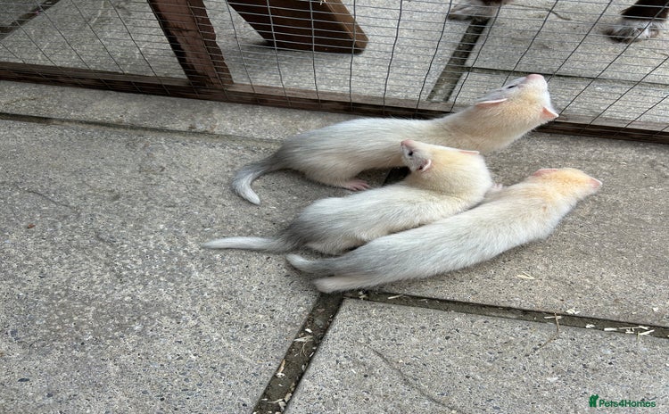 Ferret rodents - Advert 1