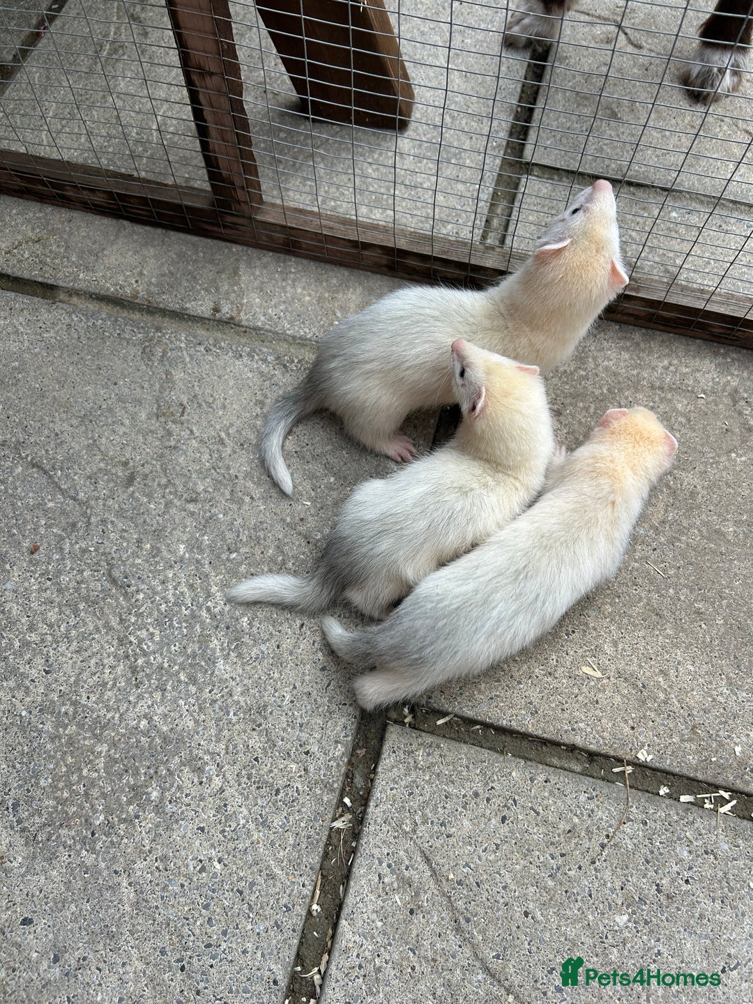 Ferret rodents for sale: Jill’s for sale  - Image 1