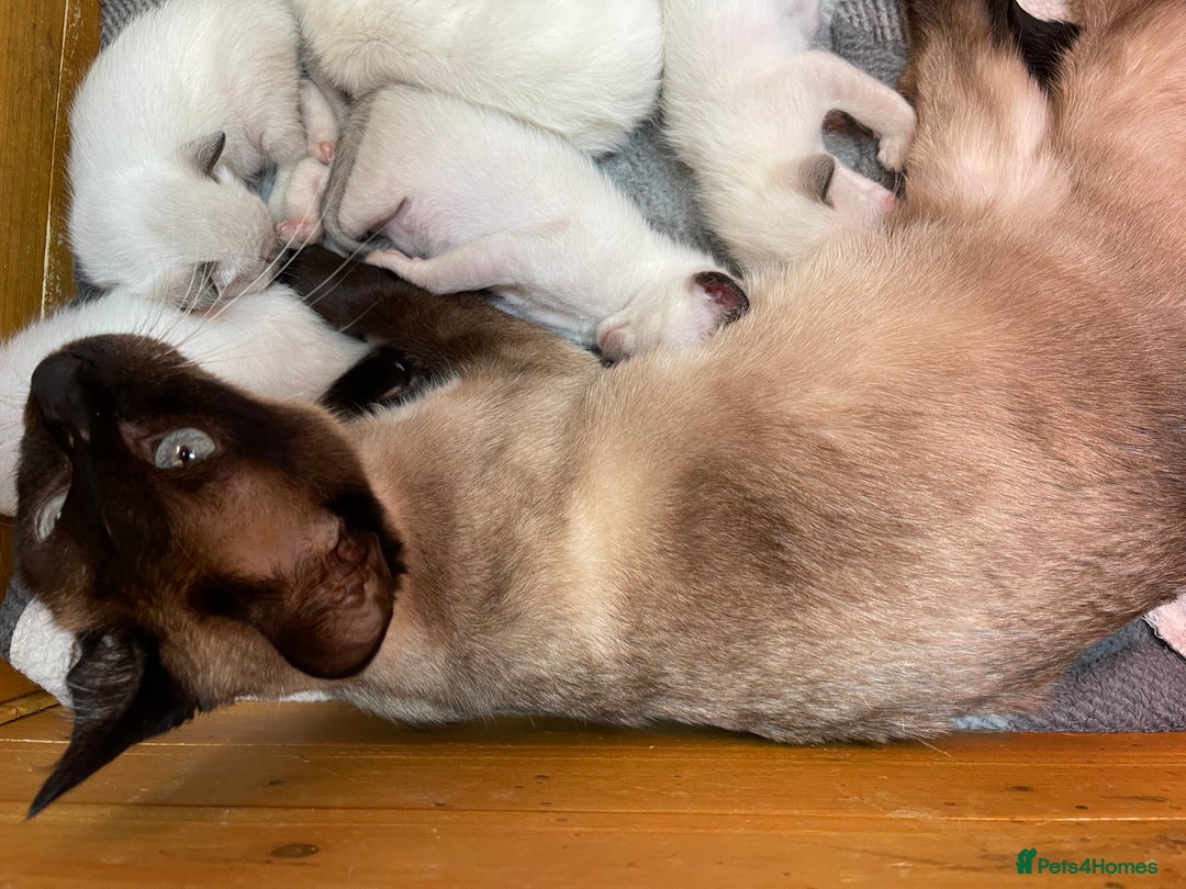Siamese cats for sale: Stunning GCCF Registered Traditional Siamese.  - Image 16