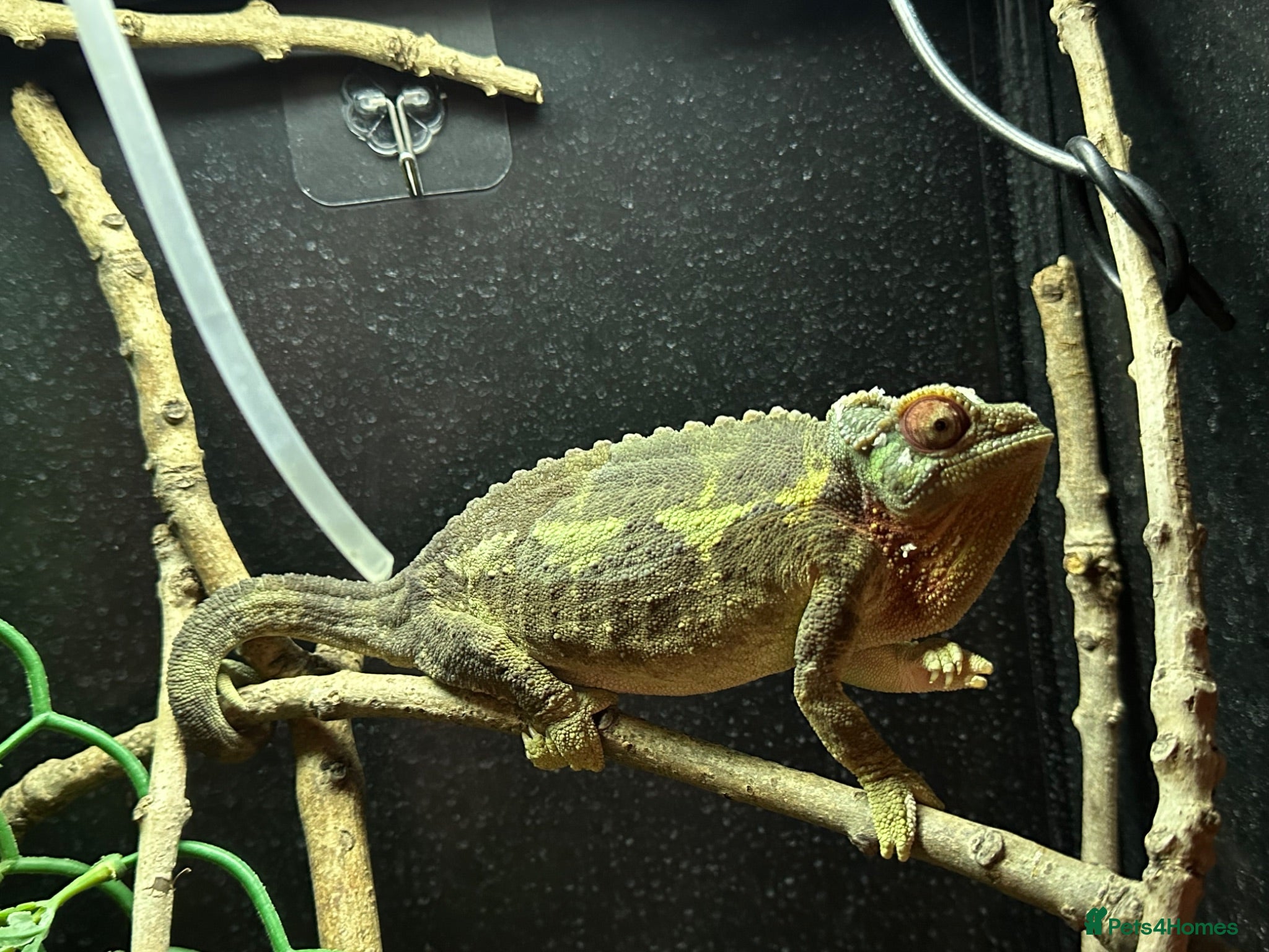Chameleon reptiles Adult Female Jacksons Chameleon  - Advert 1