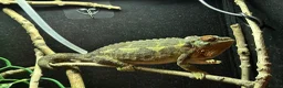 Chameleon reptiles for sale: Adult Female Jacksons Chameleon  - Advert 1