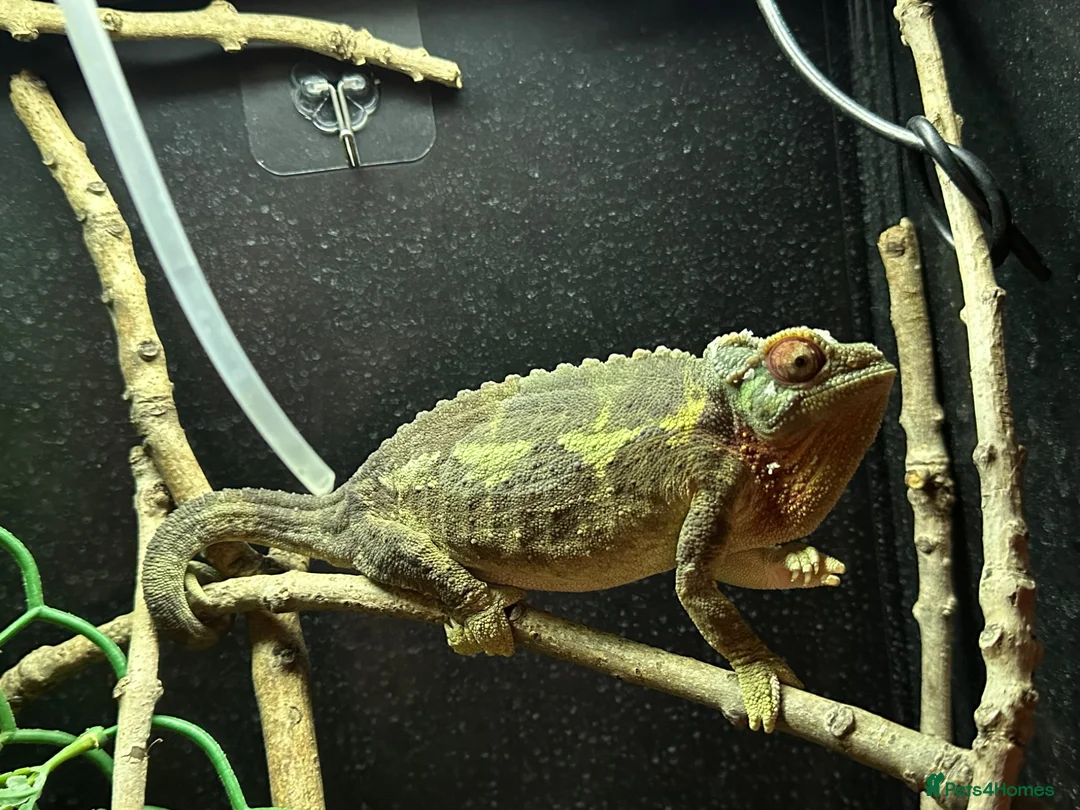 Chameleon reptiles for sale: Adult Female Jacksons Chameleon  - Advert 1