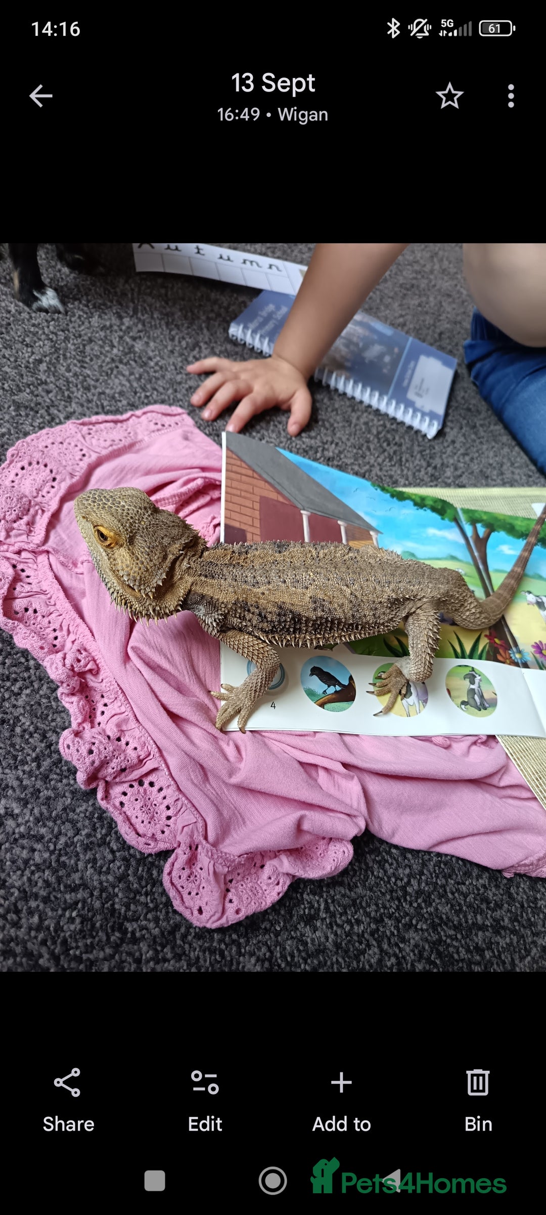 Bearded Dragon reptiles for sale: Leonard the bearded dragon  - Advert 4
