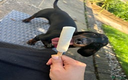 Miniature Dachshund dogs for sale: Coco needs a new home🩷🏡 - Image 5