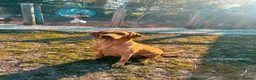 Labrador Retriever dogs for sale: working line Labrador retriever  - Advert 34