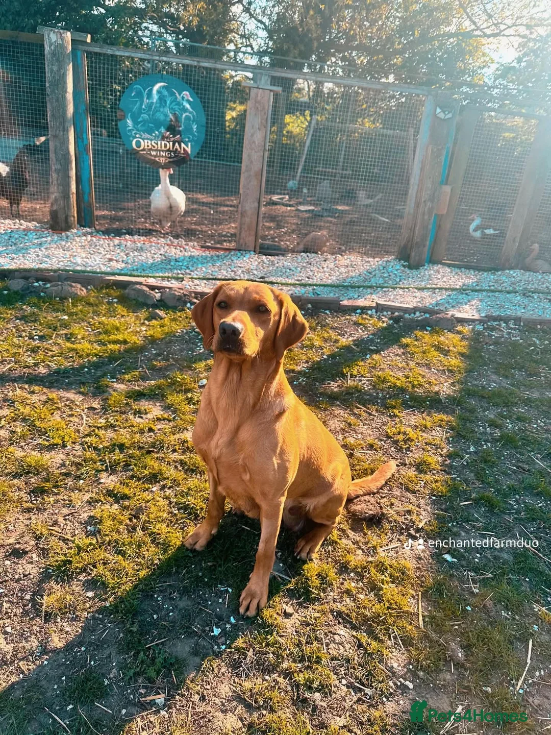 Labrador Retriever dogs for sale: working line Labrador retriever  - Advert 34