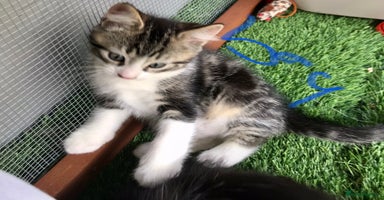 Mixed Breed cats - Advert 2