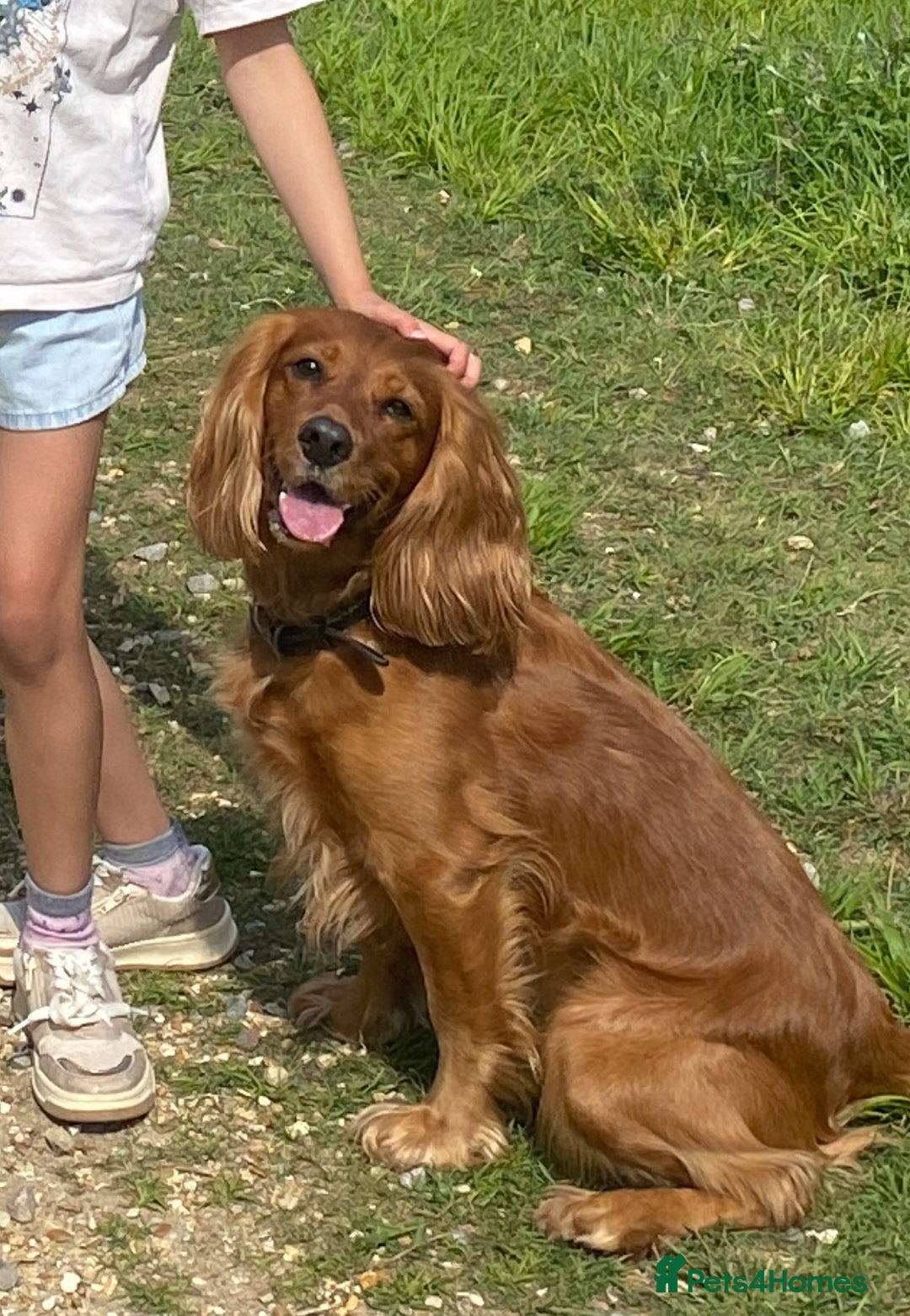 Cocker Spaniel dogs for sale: 2 Girls left, Golden red working cockers - Advert 2