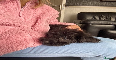 Doxiepoo dogs - Advert 10