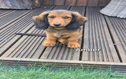 Dachshund dogs for sale: Red long-haired standard dachshund puppies - Image 19