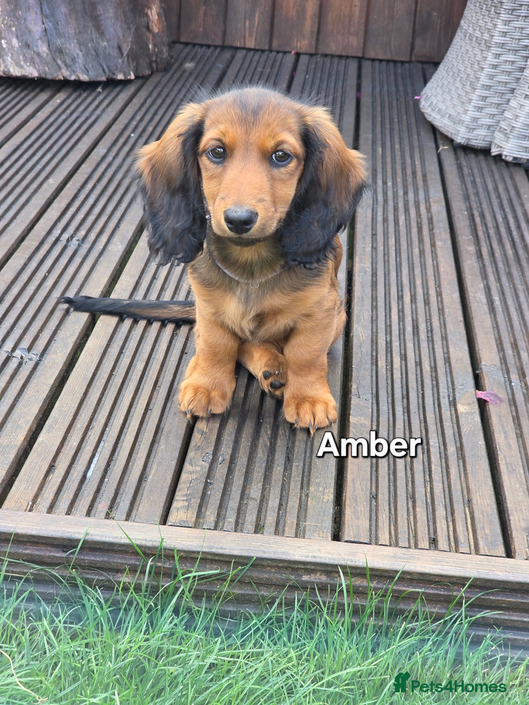 Dachshund dogs for sale: Red long-haired standard dachshund puppies - Image 19