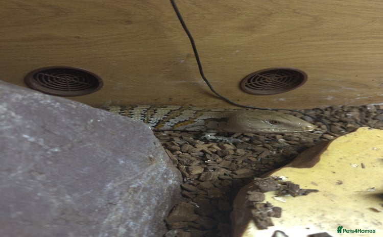 Skink reptiles - Advert 2