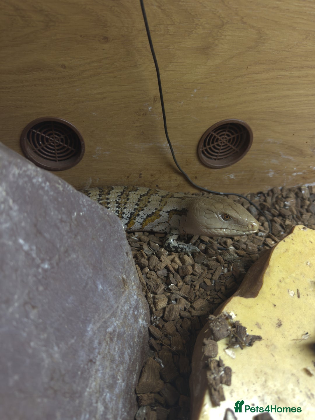 Skink reptiles for sale: Blue tongue skink for sale - Image 1