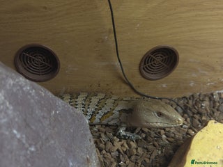 Skink reptiles - Advert 1