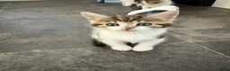 Mixed Breed cats for sale: 6 gorgeous kittens - Advert 10