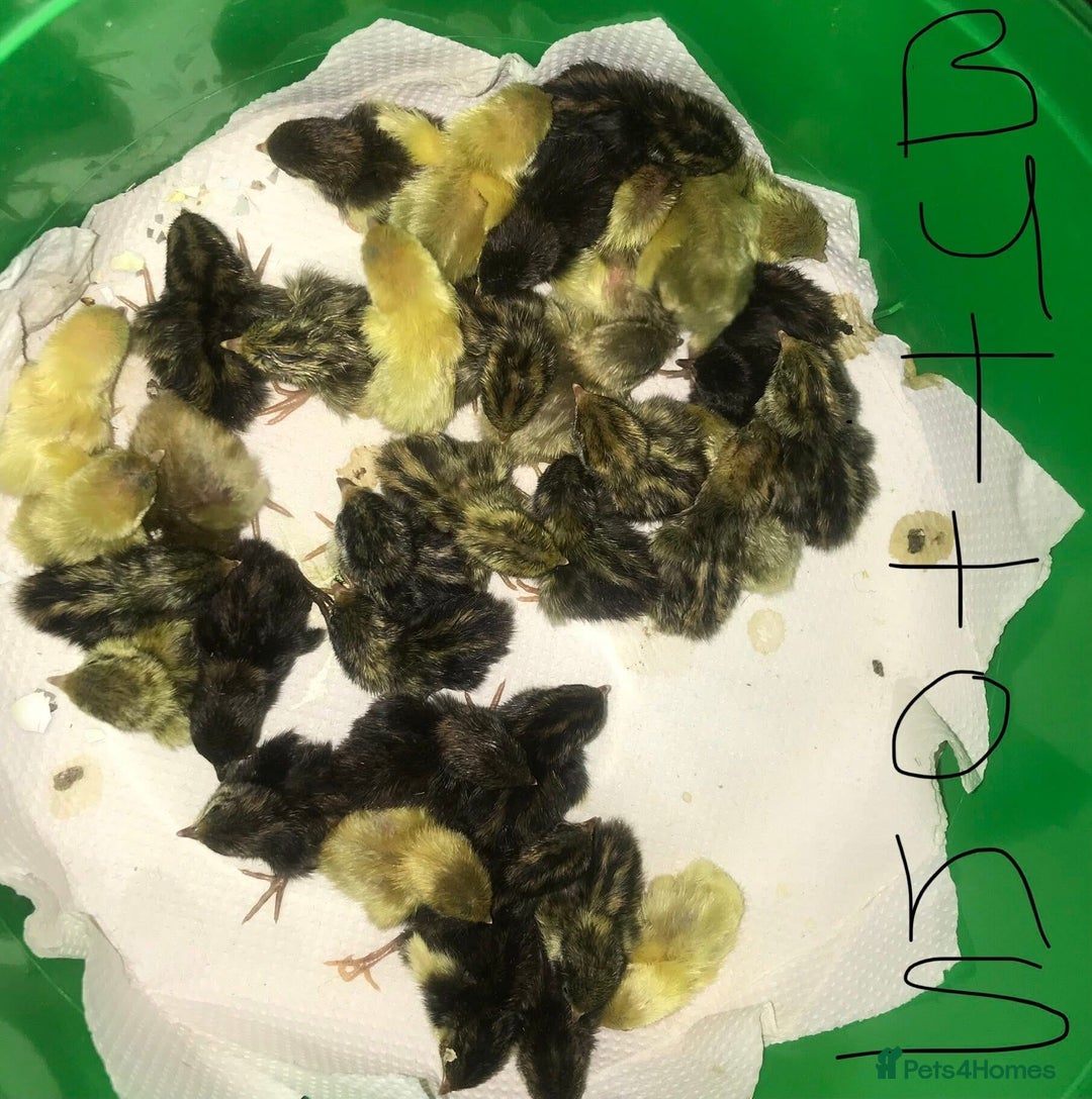 Quail poultry for sale: QUAILS CHINESE PAINTED BUTTONS ! - Advert 5