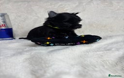 Yorkshire Terrier dogs for sale: Yorkshire terrier Tea cup puppies 480g at 8 weeks - Image 9
