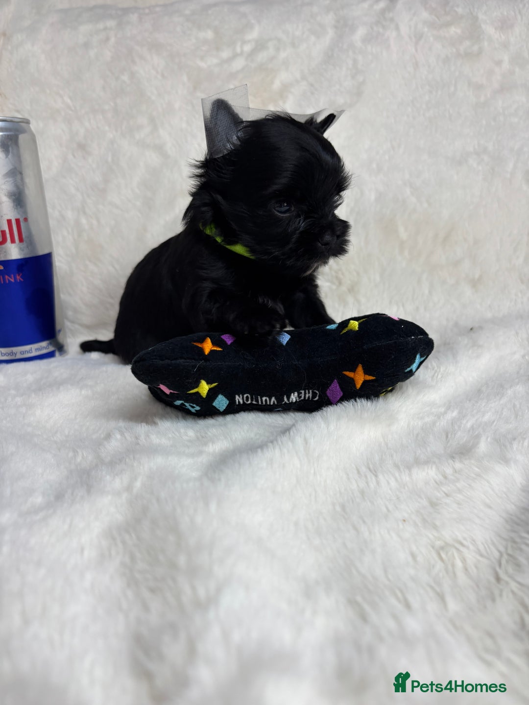 Yorkshire Terrier dogs for sale: Yorkshire terrier Tea cup puppies 480g at 8 weeks - Image 9