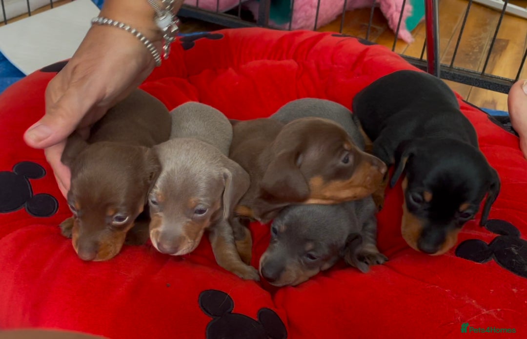 Dachshund dogs for sale: 5 beautiful miniature Dachshund puppies - Image 9