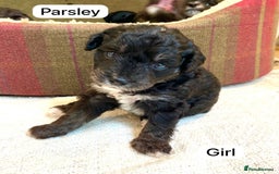 Mixed Breed dogs for sale: Gorgeous Cockapoo/Jackapoo Puppies - Image 9