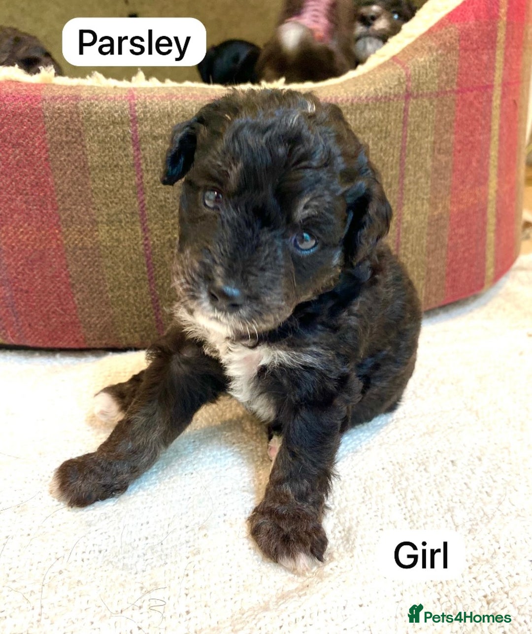Mixed Breed dogs for sale: Gorgeous Cockapoo/Jackapoo Puppies - Image 9