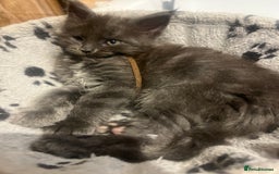 Maine Coon cats for sale: STUNNING MAINE COON KITTENS BLUE SMOKE (tica reg ) - Image 31