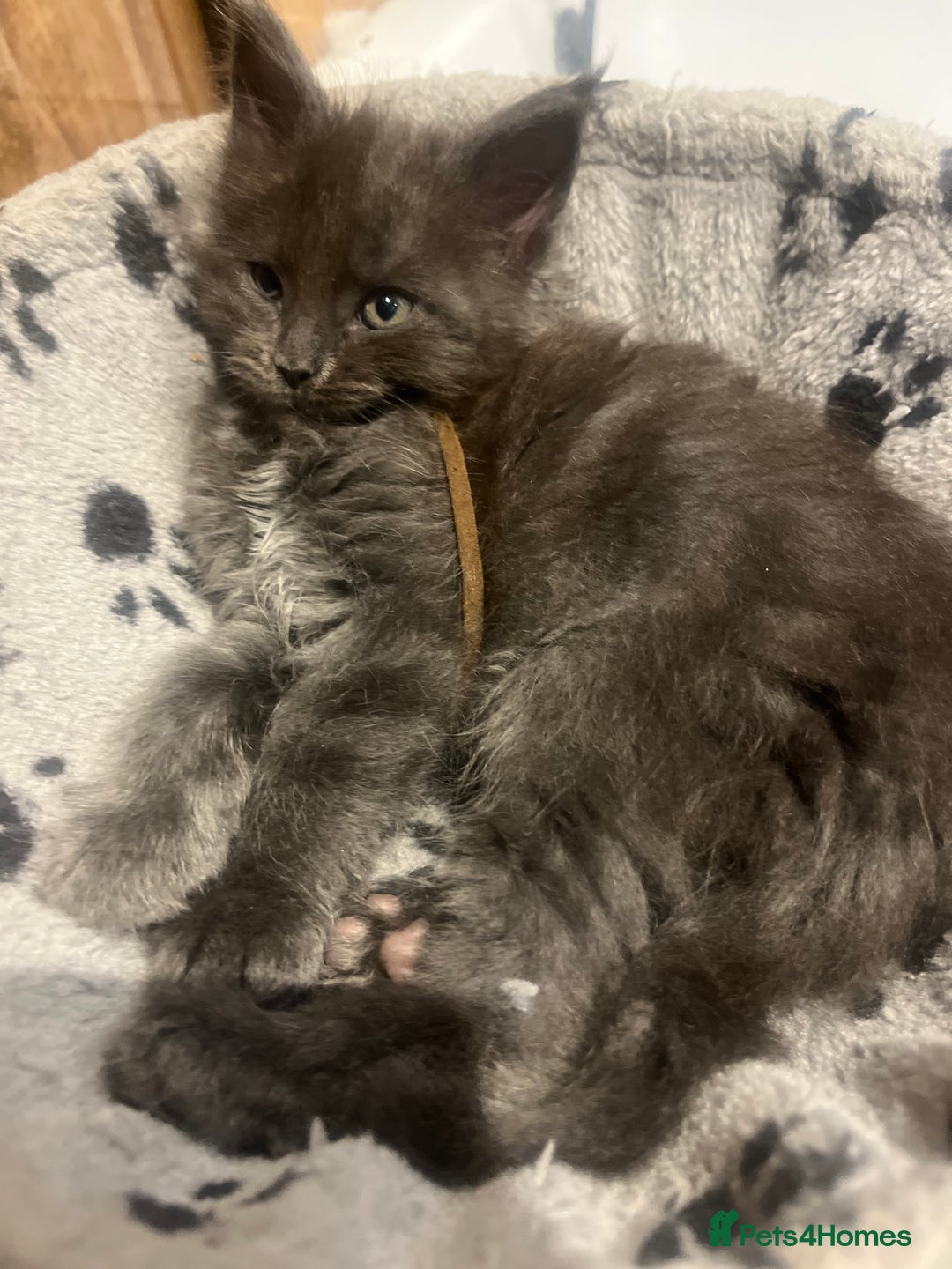 Maine Coon cats for sale: STUNNING MAINE COON KITTENS BLUE SMOKE (tica reg ) - Image 31
