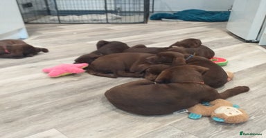 Labrador Retriever dogs - Advert 1