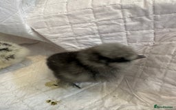 Chickens poultry for sale: Unsexed silkies chicks mixed colours  - Image 4