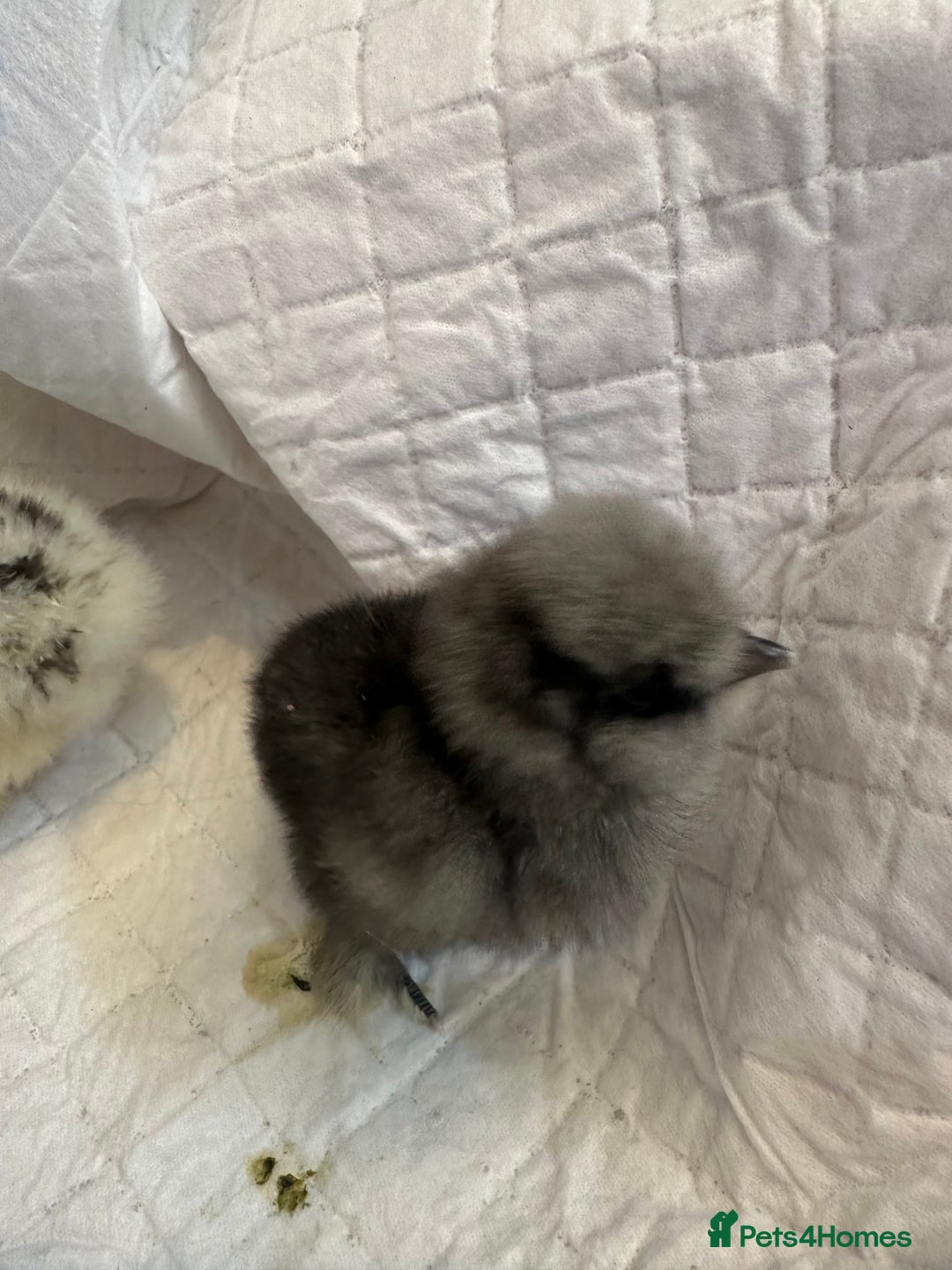 Chickens poultry for sale: Unsexed silkies chicks mixed colours  - Image 4