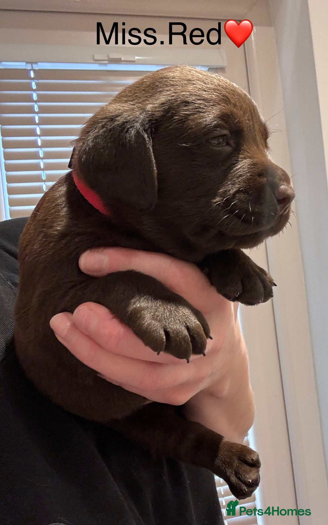 Labrador Retriever dogs for sale: Outstanding Quality Chocolate Labrador Puppies - Image 2