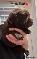 Labrador Retriever dogs - Advert 2