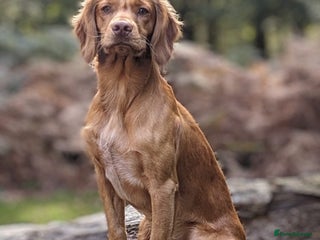 Cocker Spaniel dogs AVAILABLE FOR STUD - working cocker in Polegate - Advert 1