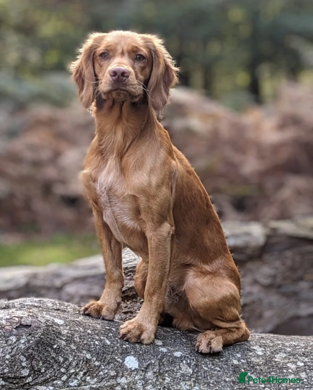 Cocker Spaniel dogs for stud: AVAILABLE FOR STUD - working cocker in Polegate - Advert 1
