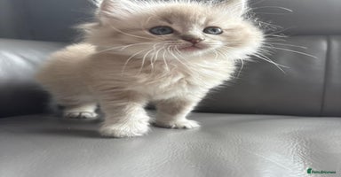 Ragdoll cats - Advert 7