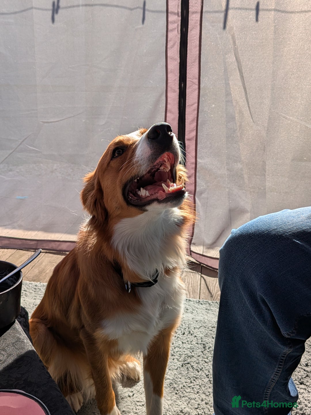 Border Collie dogs for sale: Loving Border Collie "Ollie" Needs a New Home - Advert 6