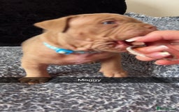 American Bully dogs for sale: Stunning pocket bullie’s  - Image 30