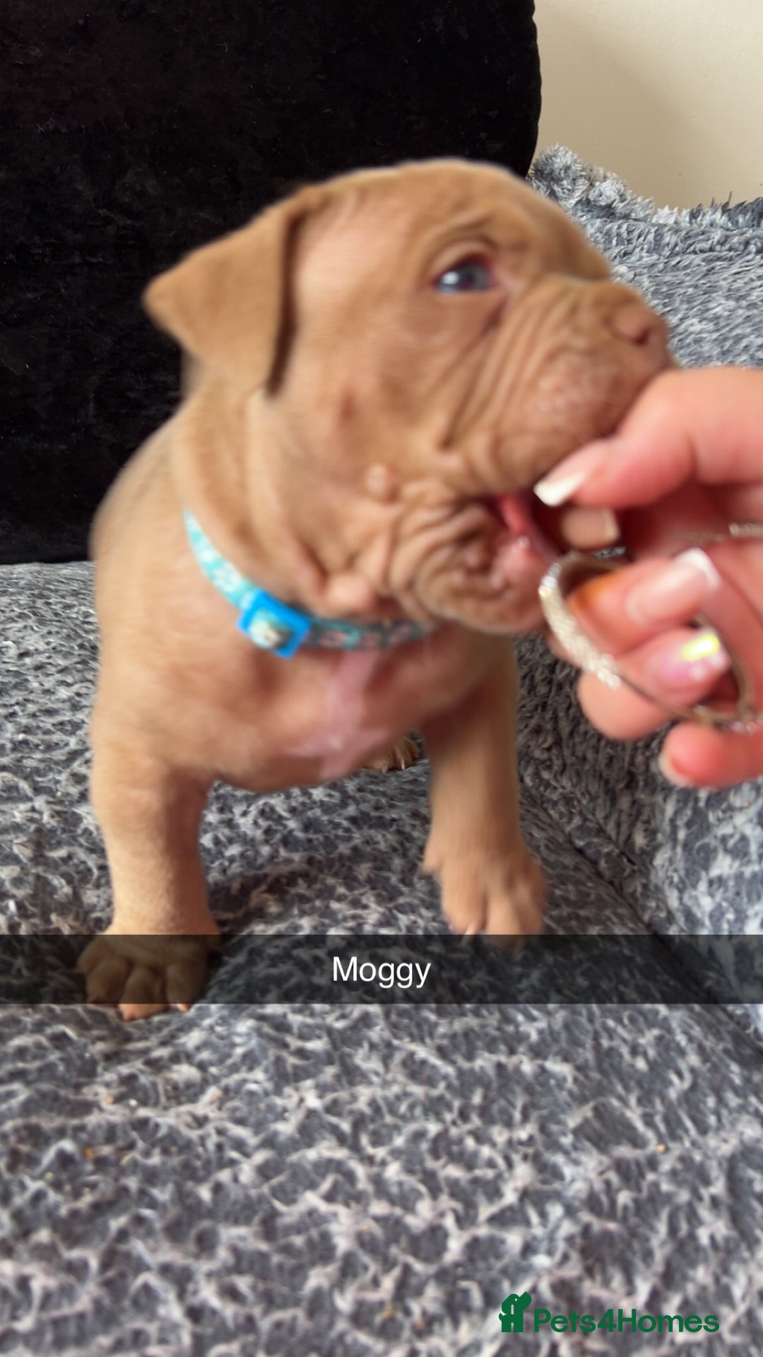 American Bully dogs for sale: Stunning pocket bullie’s  - Image 30