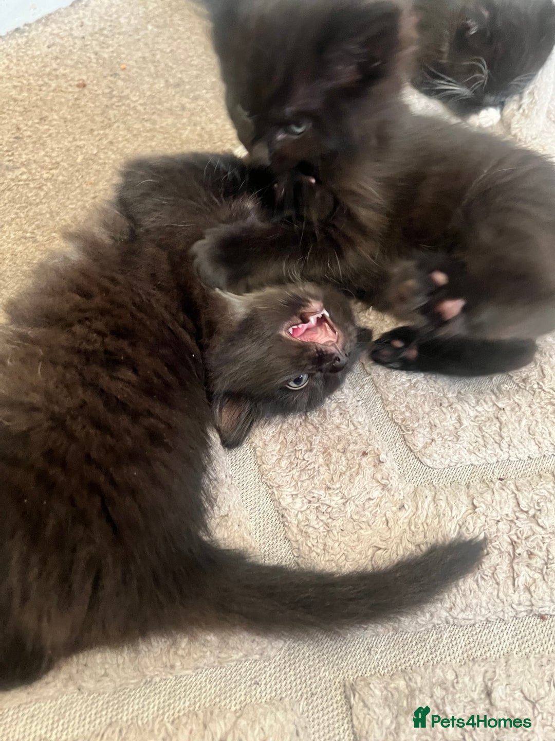 Mixed Breed cats for sale: Kittens - Image 2